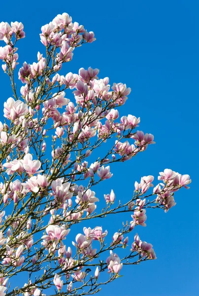 Árbol de magnolia — Foto de Stock