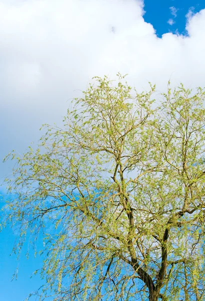 空を背景に春の開花柳の木 — ストック写真