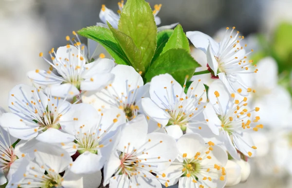 Vita Blommande Kvist Kina Cherry Träd Makro — Stockfoto