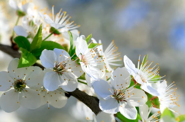 Biały gałązka kwitnących wiśni — Zdjęcie stockowe