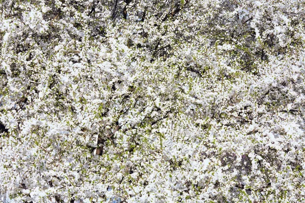 Witte Bloei Cherry Tree Voorjaar Achtergrond — Stockfoto