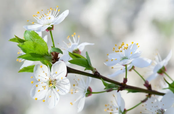 Wit bloeiende kersenboom twig — Stockfoto
