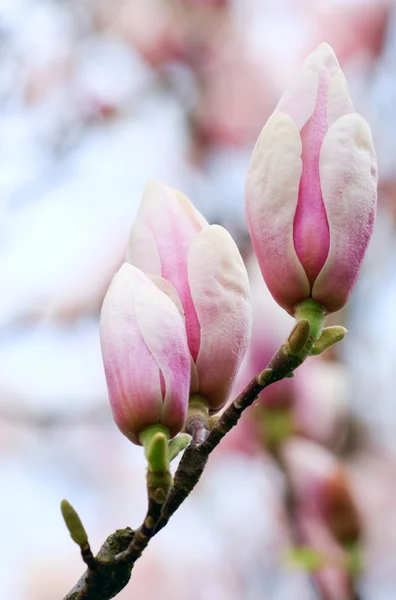 Manolya ağacı çiçek tomurcukları — Stok fotoğraf
