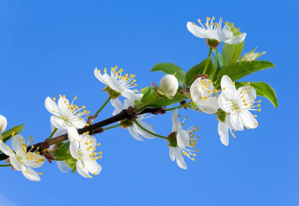 Цветущая вишневая ветка на фоне неба — стоковое фото