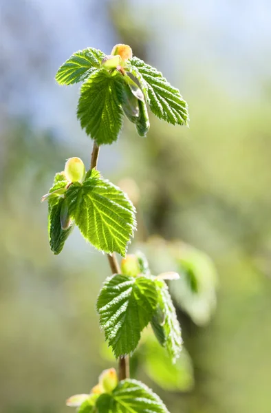 Gałązka Wiosna Grabu Zielonych Liści Bliska Tle Lasu — Zdjęcie stockowe
