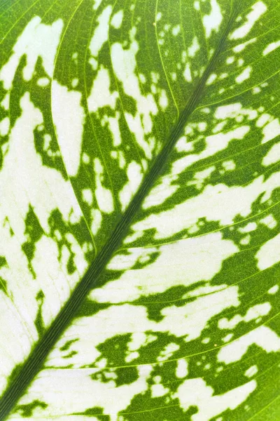 Зелений Плямистий Листовий Фрагмент Віконної Рослини Dieffenbachia Макрос Природний Фон — стокове фото