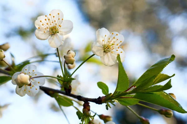 Brindille Cerisier Fleurs Macro Sur Arbre Fleurs Fond Ciel — Photo