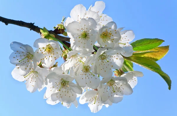 Λευκό άνθηση κλαδί δέντρου κερασιών — Φωτογραφία Αρχείου