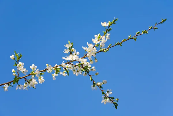 Blossoming twig Royalty Free Stock Photos