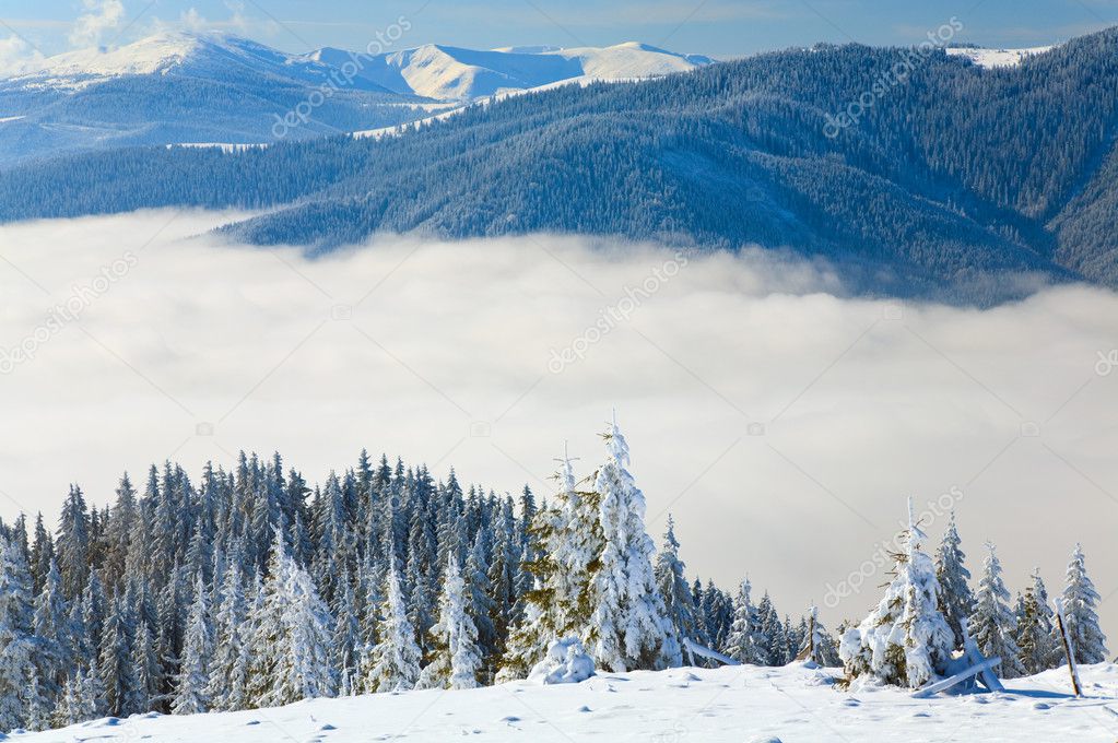 Winter calm mountain landscape with rime and snow covered spruce trees (view from Bukovel ski resort (Ukraine) to Svydovets ridge)