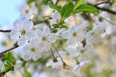 Beyaz çiçek açması dal kiraz ağacının (makro)