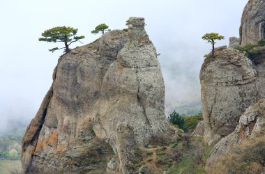 Conifer trees on rocks top on misty valley background (Demerdzhi Mount, Crimea, Ukraine ) clipart