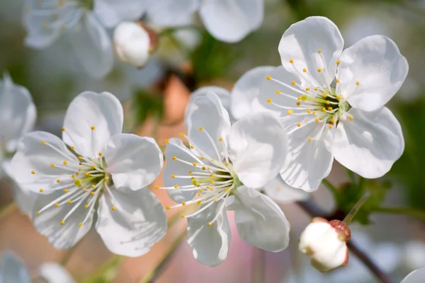 Virágzó ágakat, cseresznye fa — Stock Fotó