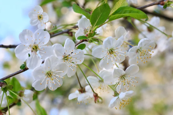 White Blossoming Twig Cherry Tree Macro — Stock Photo, Image