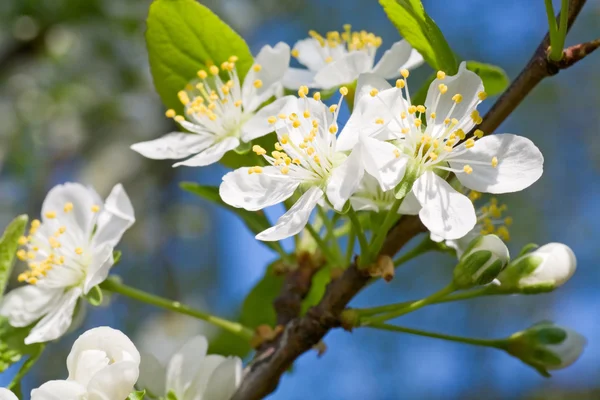 Kiraz Ağacı Çiçeği Ağaç Gökyüzü Arka Plan Üzerinde Makro Çiçek — Stok fotoğraf