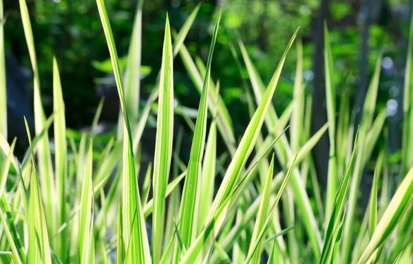 Carex bitki (doğa arka plan) — Stok fotoğraf