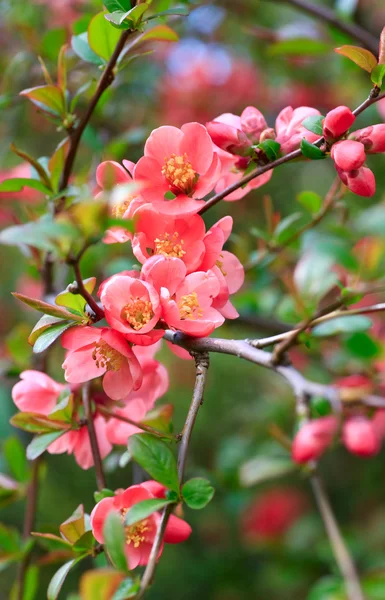 Primavera Galho Com Pequenas Flores Vermelhas Parque Close — Fotografia de Stock