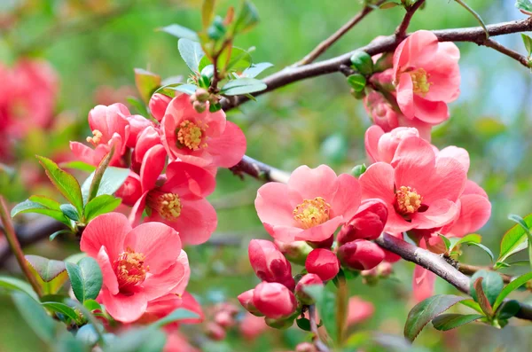Jarní Větvičky Malými Červenými Květy Parku Detail — Stock fotografie