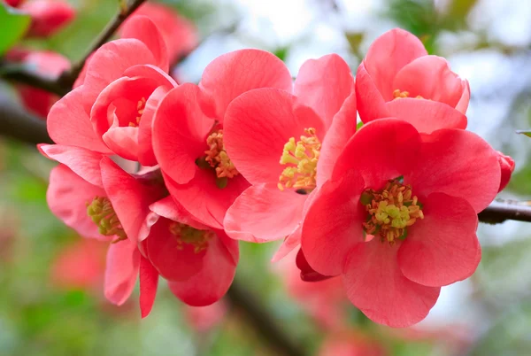 Červená jarní květy — Stock fotografie