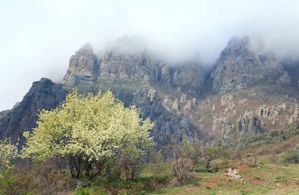 Misty Rocky Mountain Demerdzhi View Crimea Ukraine Blossoming Cherry Tree — Stock Photo, Image