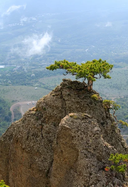Tree on rocks top — Stock Photo, Image
