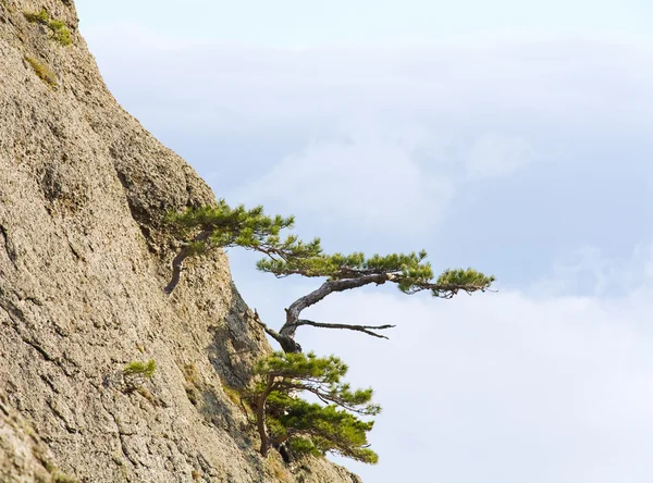 Träd på klipporna sluttar — Stockfoto