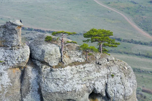 Ağaçlar kayaların üstüne — Stok fotoğraf