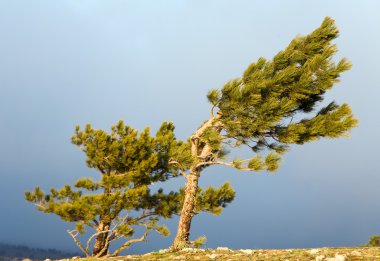 çam kozalaklı ağaçlar bulutlu gökyüzü arka plan üzerinde