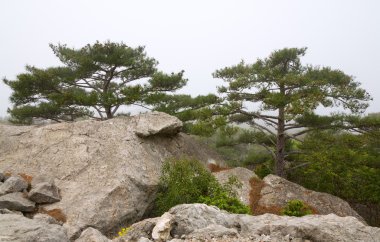 Kayaların yamacında kozalaklı ağaçlar (sisli sabah) (Kırım, Ukrayna )