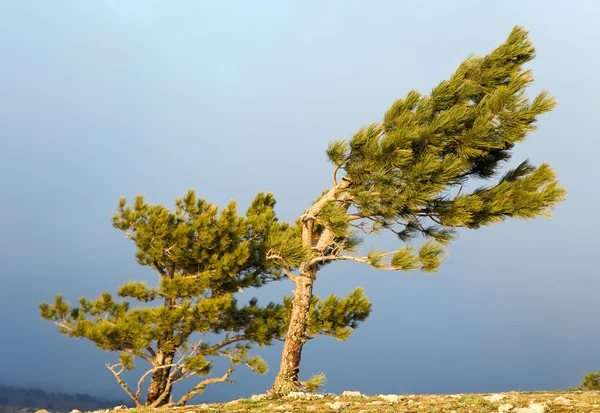 阴暗的天空背景上的松树针叶树 — 图库照片