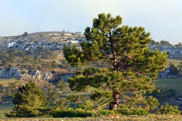 Pine tree — Stock Photo, Image