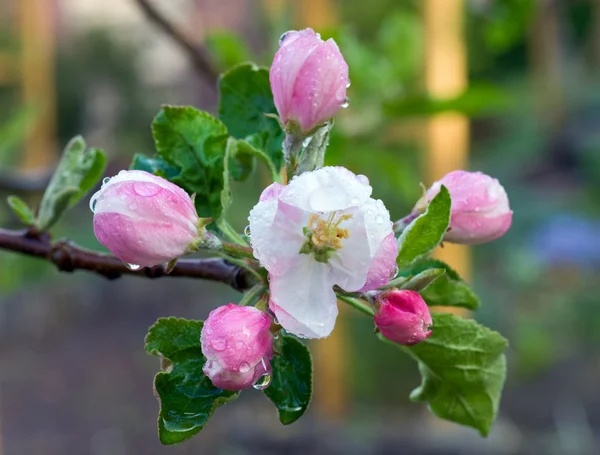 Lente Bloeiende Takje Appelboom Met Bloemen — Stockfoto