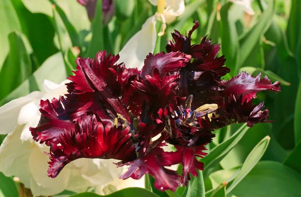Vacaciones Primavera Flores Tulipán Púrpura Lecho Flores Fondo Natural —  Fotos de Stock