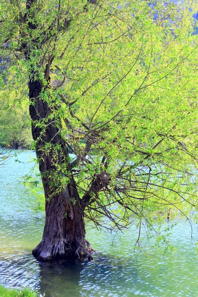 Bellissimo lago di primavera — Foto Stock