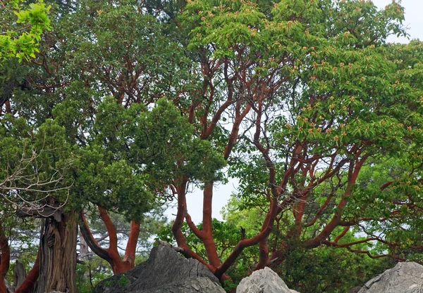 Trees on mountaunside — Stock Photo, Image