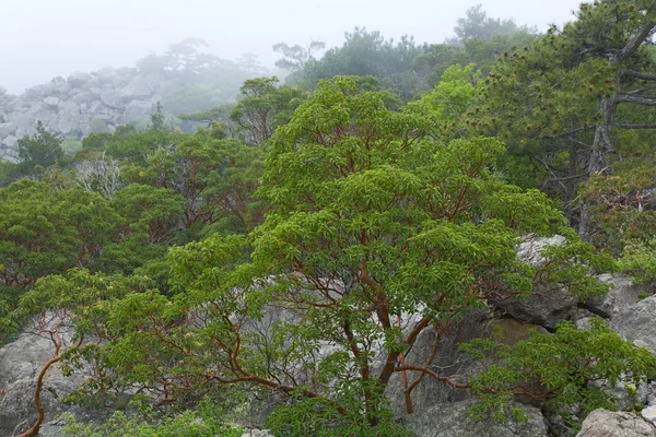 Großer Stein Nebligen Frühling Bergwald Krim Ukraine — Stockfoto