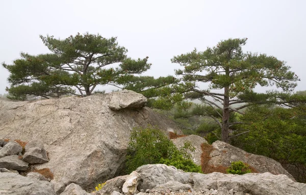 Los Árboles Coníferas Pendiente Rocas Mañana Brumosa Crimea Ucrania —  Fotos de Stock