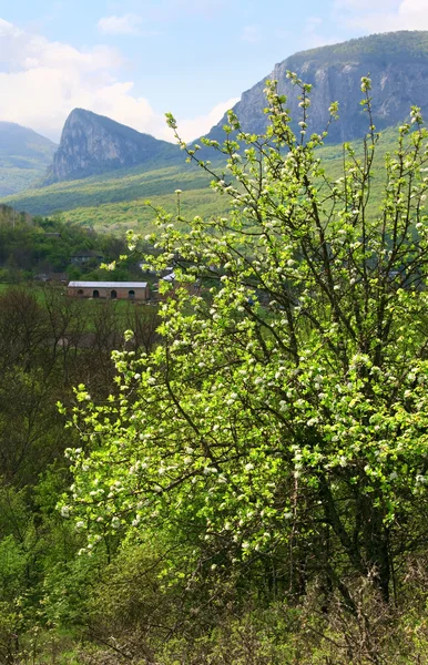 Jarní Krajina Hory Kvetoucí Strom Popředí Rock Sokolinuj Vzljot Sokol — Stock fotografie