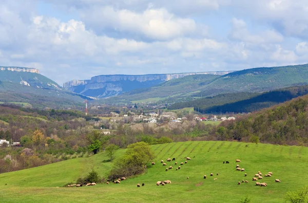 Stado owiec na wzgórzu góry — Zdjęcie stockowe