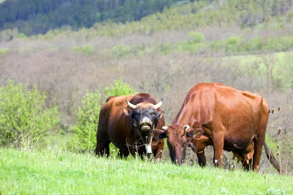 牛のカップル — ストック写真