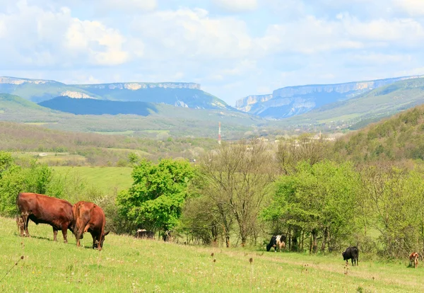 村の近くの山の丘の上の牛の群れ — ストック写真