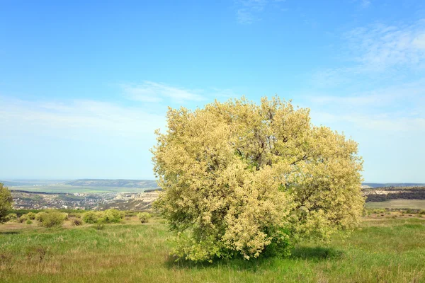 Blossom tree — Stock Photo, Image
