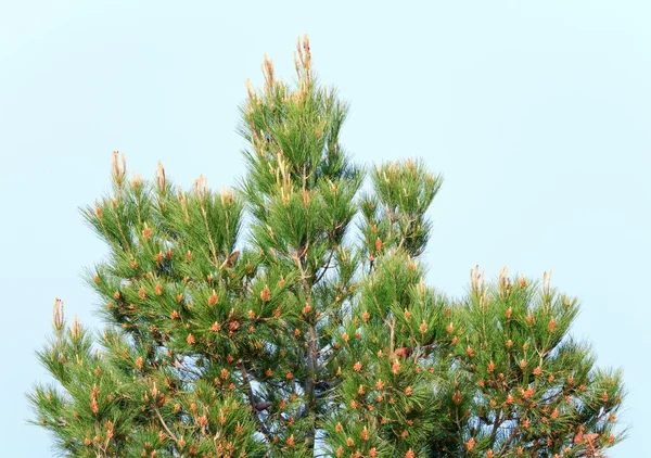 Pine Conifer Trees Top Cones Sky Background — Stock Fotó