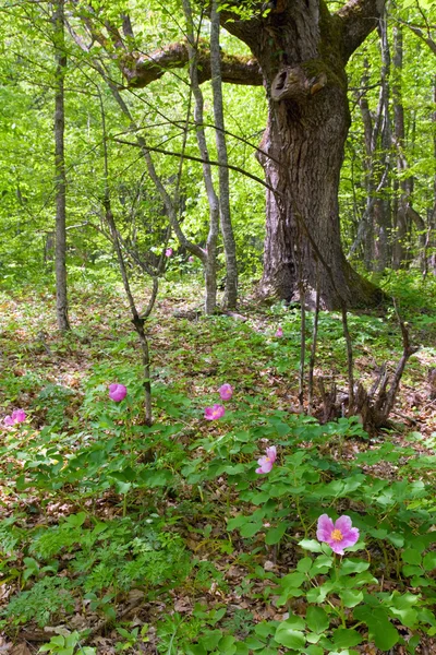 春の森 — ストック写真