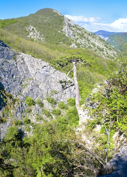 Kevään Krimin Vuoristo Maisema Ukraina — kuvapankkivalokuva
