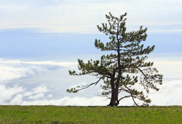 Eenzame Naaldboom Bewolkte Hemelachtergrond — Stockfoto
