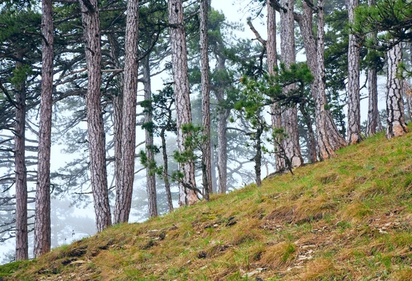 Verão pinhal nebuloso na colina — Fotografia de Stock