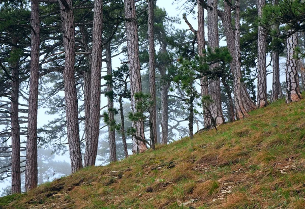 Zomer mistige dennenbos op heuvel — Stockfoto