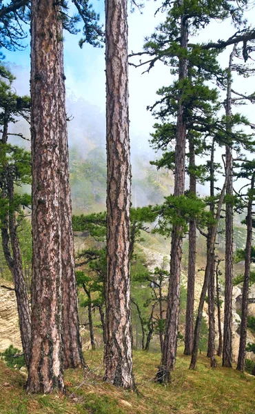 Verano bosque de pinos brumosos en la colina — Foto de Stock