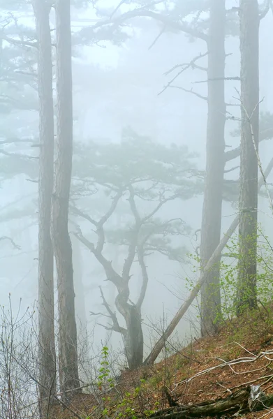 Dichter Nebel im sommerlichen Kiefernwald — Stockfoto